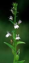 Image result for lobelia combine composition