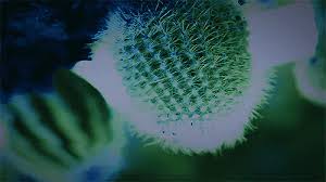 The name cacti or cactus has been adopted by the masses as the universal term to describe succulent plants. Cactus Theory A C E ì—ì´ìŠ¤ Amino