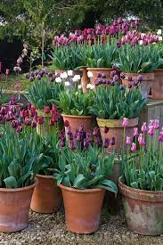 Pots Of Purple Red Pink And White Tulips In The Gardeners Yard Include Tulipa Jackpot T Ronaldo White T Planting Tulips Garden Design Garden Bulbs