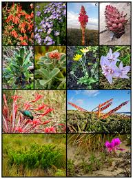 Image result for Nidorella pinnata