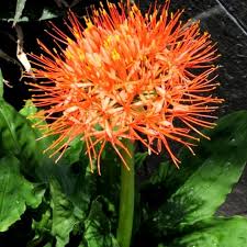Image result for Scadoxus membranaceus