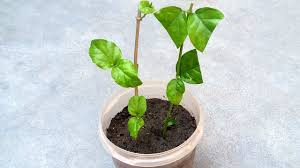 Make the cuttings about 6 inches long, and cut each one directly below a leaf. Grow Jasmine Plant From Cutting Grow Jasmine Grow Plant From Cutting Youtube