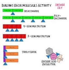Building Macromolecules Lab Activity Notes And Review Questions Teacherspayteachers Com Macromolecules Lab Activities Macromolecules Activity