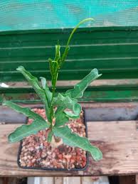 Image result for Raphionacme sylvicola