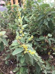 Image result for Waltheria