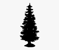 Large evergreen tree with horizontally spreading branches. Tall Spruce Silhouette Evergreen Tree Silhouette Png Transparent Png Kindpng