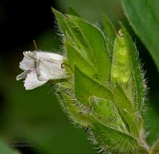 Image result for Asystasia mysorensis