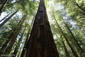 Mature4k mature has problems with laptop and calls fixer paying with her pussy. Tall And Old Or Dense And Young Which Kind Of Forest Is Better For The Climate