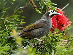 Image result for Disperis reklieberae