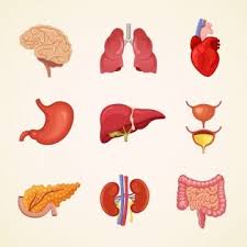 Human Internal Organs Anatomy Human Anatomy Illustration Png And Vector With Transparent Background For Free Download In 2020 Human Vector Brain Vector Symbol Design