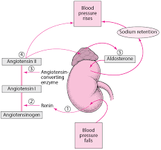Blood pressure in your blood vessels is closely monitored by baroreceptors; Figure Regulating Blood Pressure The Renin Angiotensin Aldosterone System Msd Manual Consumer Version