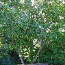 Image result for Ficus sur