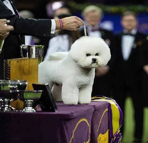 Meet Flynn, the 142nd Westminster Best in Show Winner