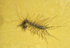 Praying mantis egg sac info. House Centipede Eats Cricket What S That Bug