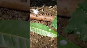 Oct 23, 2019 · adding sulfur to acidify soil is not a quick fix or even a permanent fix; Sulphuric Acid Effect Youtube