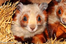 Red giant flying squirrel description the red giant flying squirrel can measure up to 46cm in length and its tail can grow up to 50cm long. Image Petaurista Alborufus Castaneus Chestnut Red And White Giant Flying Squirrel Biolib Cz