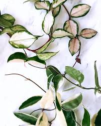 On average, these plants grow to be 6 feet tall. Hoya Krimson Princess Top Vs Hoya Krimson Queen Bottom Lindasleaves Plants House Plants House Plants Indoor