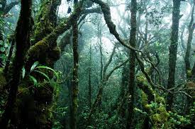 Indonesia Tropical Forest Buscar Con Google Tropical Rainforest Jungle Wallpaper Rainforest
