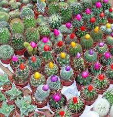 Base media used is fired clay particles. Seeds Bulbs Cactus Mix 13 Varieties 50 Seeds Home Garden Gefradis Fr