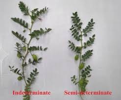 Image result for Cicer arietinum