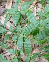 Image result for Oplismenus undulatifolius