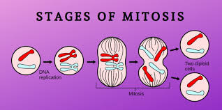 Both animal mitosis and plant mitosis produce two daughter cells with the same amount of genetic material. The Stages Of Mitosis Science Trends