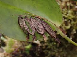 Image result for Aristida stenostachya