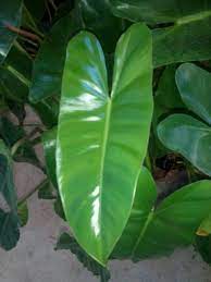 Philodendron Burle Marx Plants Philodendron Plant Indoor Plants Low Light