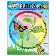 chart life cycle of a butterfly office church school