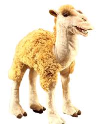 The camel is rightly called the ship of the desert. Cameel Habib Habab Supermariologan Wiki Fandom