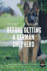 They Re Literally Everywhere Probably Due To The Fact That They Are 2 Of The Most Pop German Shepherd Puppies Training German Shepherd Puppies German Shepherd