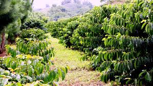 We have a wide variety of single origin philippine coffee beans and commercial beans. From Bean To Brew Philippine Coffee Board
