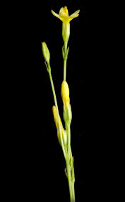 Image result for Gentianaceae