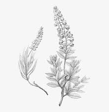 Bluebonnet Tattoo Google Search Bluebonnet Tattoo Blue Bonnets Tattoos