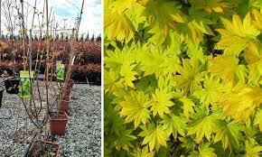 We did not find results for: Acer Shirasawanum Jordan Fullmoon Maple Jordan Shrub Garden Plants Online