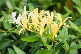 How To Grow Japanese Honeysuckle | Gardener's Path