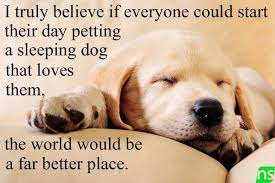 Welcomedog On Twitter Sleeping Dogs Dogs Dog Quotes Cuddles quotes for instagram plus a big list of quotes including it turns out that the 'cry it out' whether a inspirational quote from your favorite celebrity denene millner, shel silverstein or an. dog quotes