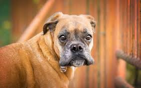 How much does a pet photographer make. 1i Ypqesakwspm