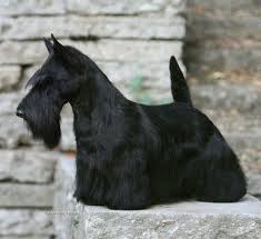 Unleashed Westminster S Best In Show Sadie To Make Grand Hotel Visit Scottie Scottie Dog Westminster Dog Show