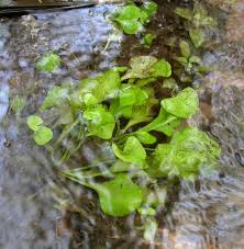 Image result for Nymphoides forbesiana