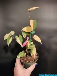 Image result for Fallopia