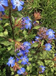 Image result for Ceratostigma willmottianum