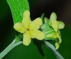 Image result for Justicia lithospermoides