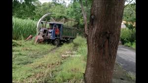 Rumput liar ini sudah pasti akan mengurangi keindahan rumput gajah. Mesin Pemotong Rumput Gajah Youtube