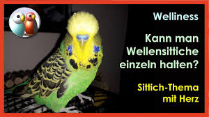 Ab wann sind wellensittiche geschlechtsreif? Wie Unterscheidet Man Mannchen Und Weibchen Beim Wellensittich Frage Aus Kommentar 3 46 Youtube