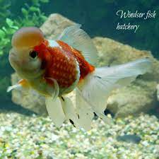 Feeding Goldfish What Do Goldfish Eat Get The Answers Here Windsor Fish Hatchery Online