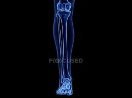 Our latest youtube film is ready to run. Lower Leg Bones In X Ray Computer Illustration Of Human Body Black Background Anatomy Stock Photo 331047316