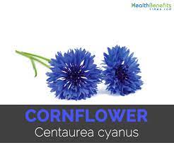 Cornflower Facts And Medicinal Uses