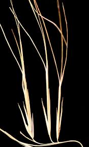 Image result for Aristida mollissima
