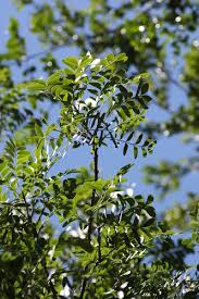 Image result for Ptaeroxylon